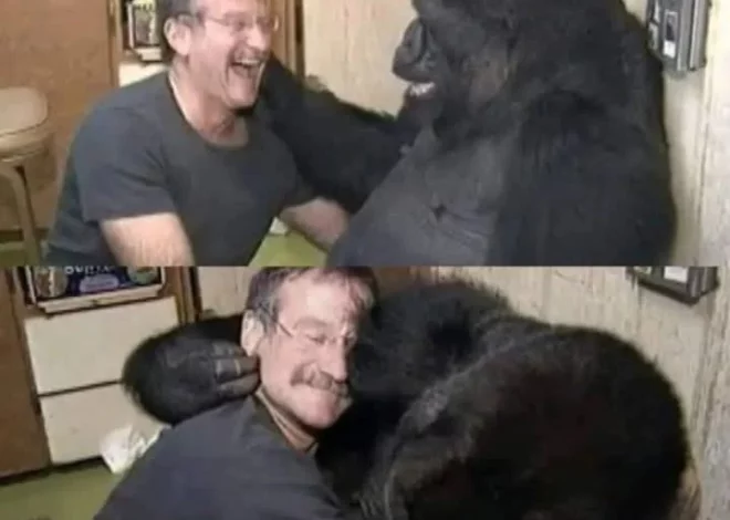 When Robin Williams managed to make a gorilla laugh