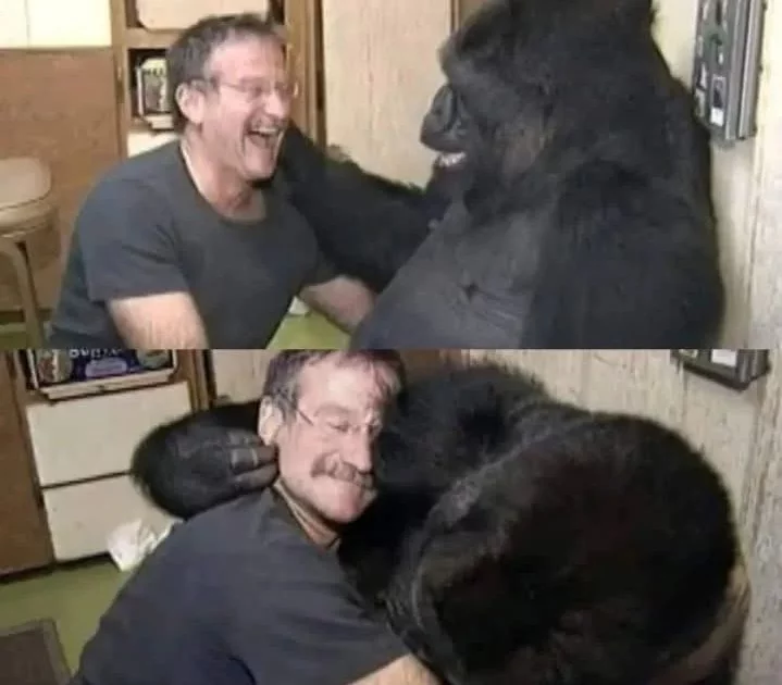 When Robin Williams managed to make a gorilla laugh