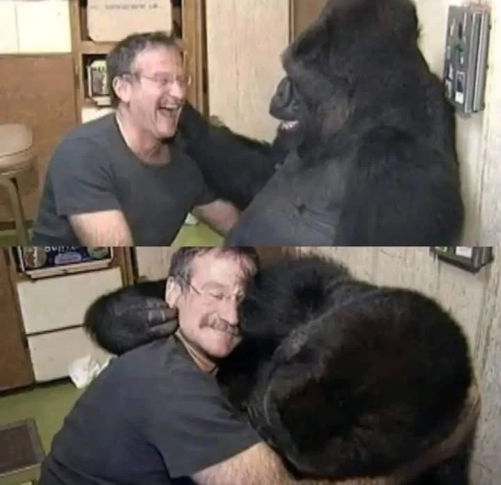 When Robin Williams managed to make a gorilla laugh